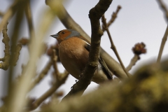 Male Chaffinch Side View on Branch