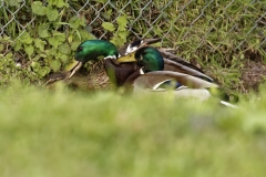 Two Male Mallard Ducks and a Female Mallard Duck I will let you work out what's going on!