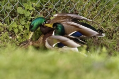 Two Male Mallard Ducks and a Female Mallard Duck I will let you work out what's going on!