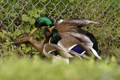 Two Male Mallard Ducks and a Female Mallard Duck I will let you work out what's going on!