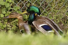 Two Male Mallard Ducks and a Female Mallard Duck I will let you work out what's going on!