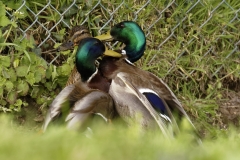 Two Male Mallard Ducks and a Female Mallard Duck I will let you work out what's going on!