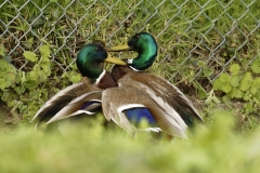 Two Male Mallard Ducks and a Female Mallard Duck I will let you work out what's going on!