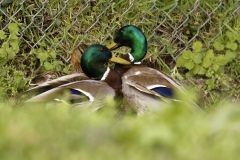 Two Male Mallard Ducks and a Female Mallard Duck I will let you work out what's going on!