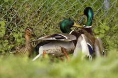 Two Male Mallard Ducks and a Female Mallard Duck I will let you work out what's going on!