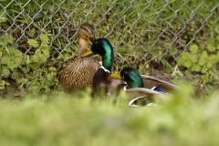 Two Male Mallard Ducks and a Female Mallard Duck I will let you work out what's going on!