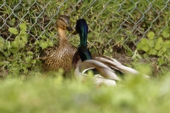 Two Male Mallard Ducks and a Female Mallard Duck I will let you work out what's going on!