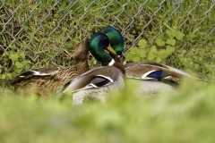 Two Male Mallard Ducks and a Female Mallard Duck I will let you work out what's going on!