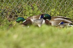 Two Male Mallard Ducks and a Female Mallard Duck I will let you work out what's going on!