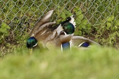 Two Male Mallard Ducks and a Female Mallard Duck I will let you work out what's going on!