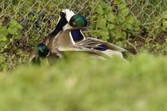 Two Male Mallard Ducks and a Female Mallard Duck I will let you work out what's going on!