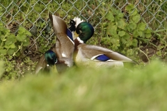 Two Male Mallard Ducks and a Female Mallard Duck I will let you work out what's going on!