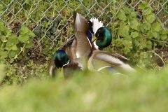 Two Male Mallard Ducks and a Female Mallard Duck I will let you work out what's going on!