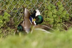 Two Male Mallard Ducks and a Female Mallard Duck I will let you work out what's going on!