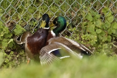 Two Male Mallard Ducks and a Female Mallard Duck I will let you work out what's going on!