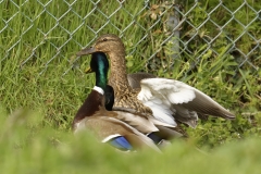 Two Male Mallard Ducks and a Female Mallard Duck I will let you work out what's going on!