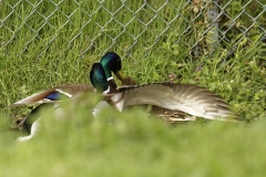 Two Male Mallard Ducks and a Female Mallard Duck I will let you work out what's going on!