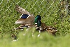 Two Male Mallard Ducks and a Female Mallard Duck I will let you work out what's going on!