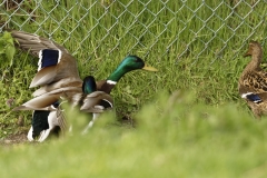 Two Male Mallard Ducks and a Female Mallard Duck I will let you work out what's going on!