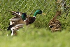 Two Male Mallard Ducks and a Female Mallard Duck I will let you work out what's going on!