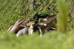 Two Male Mallard Ducks and a Female Mallard Duck I will let you work out what's going on!