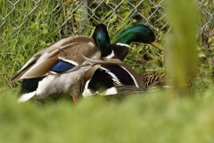 Two Male Mallard Ducks and a Female Mallard Duck I will let you work out what's going on!