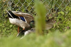 Two Male Mallard Ducks and a Female Mallard Duck I will let you work out what's going on!