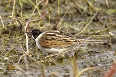 Male Reed Bunting Side View on Marsh