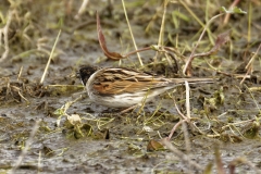 Male Reed Bunting Side View on Marsh