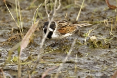 Male Reed Bunting Side View on Marsh