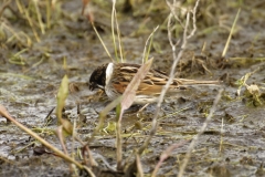 Male Reed Bunting Side View on Marsh