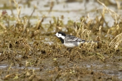 Male White Wagtail Side View on Marsh