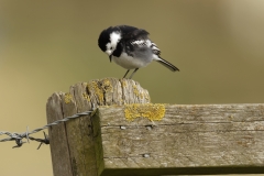 Pied Wagtail Side View on Post