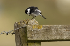 Pied Wagtail Side View on Post