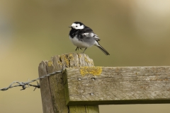 Pied Wagtail Side View on Post