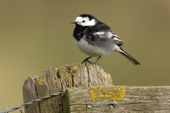 Pied Wagtail Side View on Post