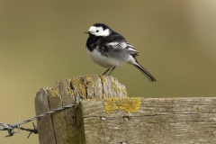 Pied Wagtail Side View on Post