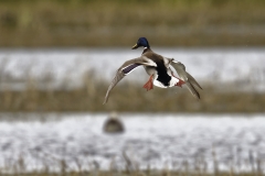 Male Mallard Duck Back View Coming into Land on Lake