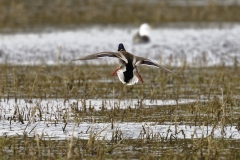 Male Mallard Duck Back View Coming into Land on Lake