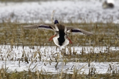 Male Mallard Duck Back View Coming into Land on Lake