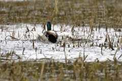 Male Mallard Duck Back View Coming into Land on Lake