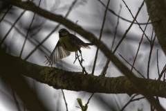 Blue Tit Front View in Flight with Light behind