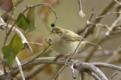 Chiffchaff Front View on Branch