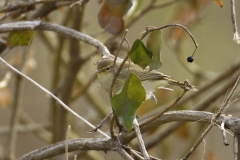 Chiffchaff Singing Side View on Branch