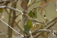 Chiffchaff Singing Side View on Branch