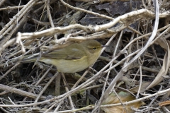 Chiffchaff Side View in Bank