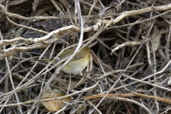 Chiffchaff Back View in Bank