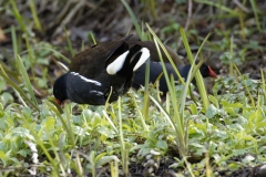 Moorhens on Bank