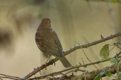 Song Thrush Back View on Branch