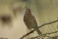 Song Thrush Back View on Branch